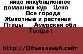 яйцо инкубационное домашних кур › Цена ­ 25 - Все города Животные и растения » Птицы   . Амурская обл.,Тында г.